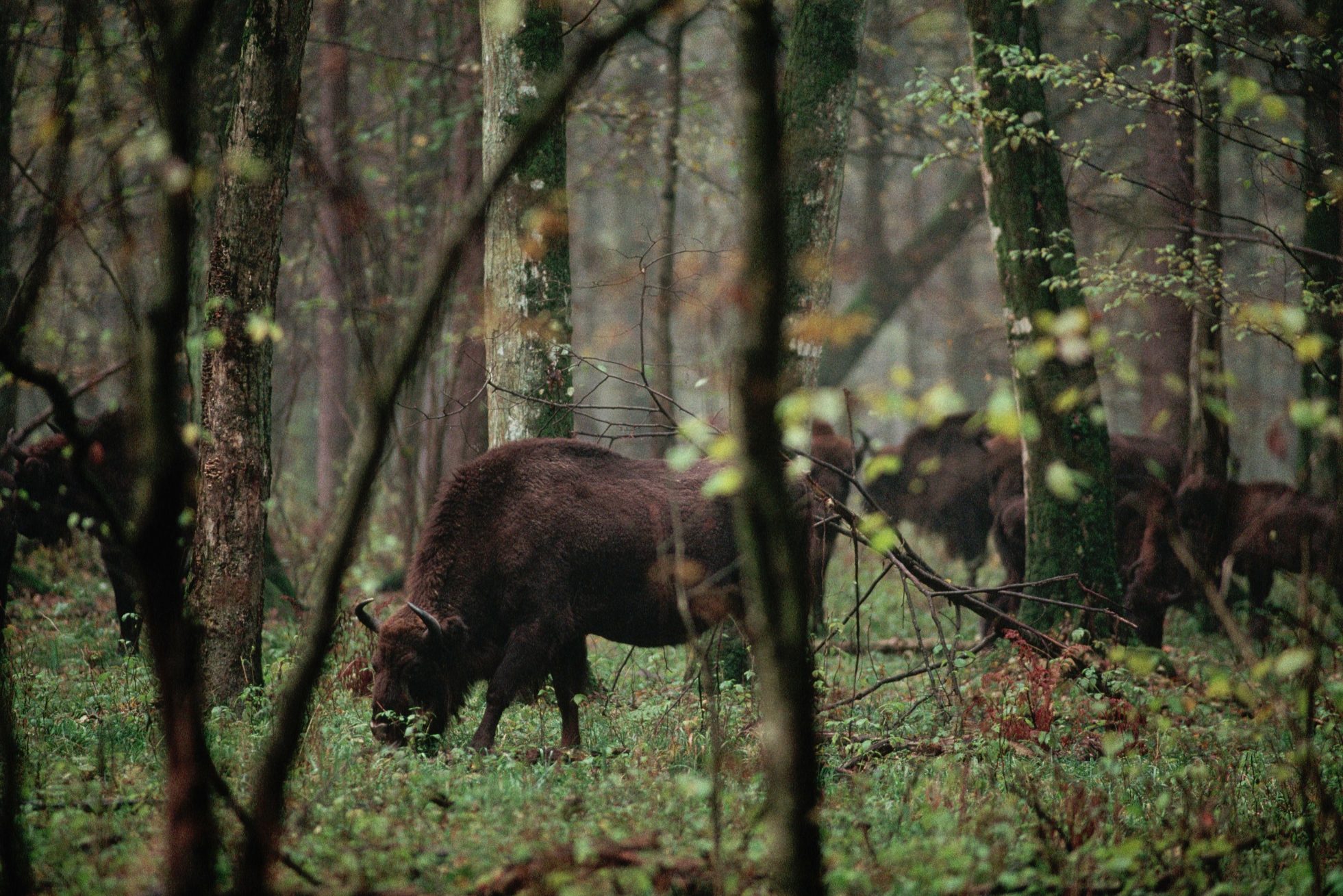 Żubry w lesie w Puszczy Bałowieskiej